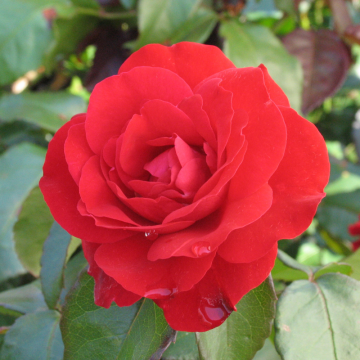 Rosier à massif 'Europeana' - cont. 6l (Rosa floribunda)