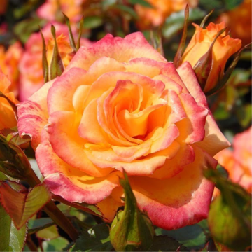 Rosier buisson 'Rumba' - cont. 6l (Rosa floribunda)