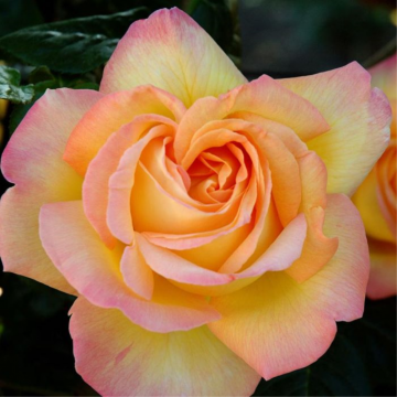 Rosier buisson 'Mme A. Meilland' - cont. 6l (Rosa x hybrida)