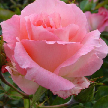 Rosier buisson 'Sabine' - cont. 6l (Rosa Thé moderne)