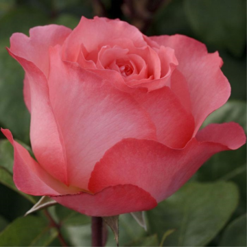 Rosier buisson 'Pink Panther®' - cont. 6l (Rosa Thé moderne)