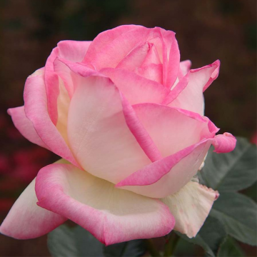 Rosier buisson 'Princesse de Monaco®' - cont. 6l (Rosa x hybrida)