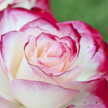 Rosier buisson 'Jubilé du Prince de Monaco' - cont. 6l (Rosa x hybrida)