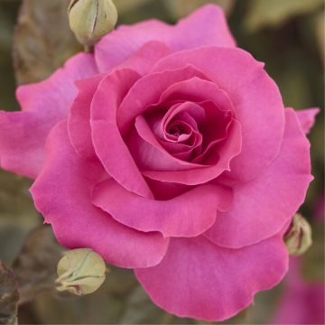 Rosier buisson 'Manou Meilland®' - cont. 6l (Rosa x hybrida)
