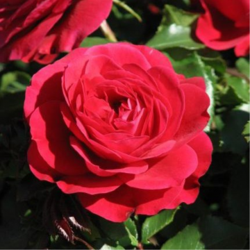 Rosier buisson 'Mona Lisa®' - cont. 6l (Rosa polyantha)