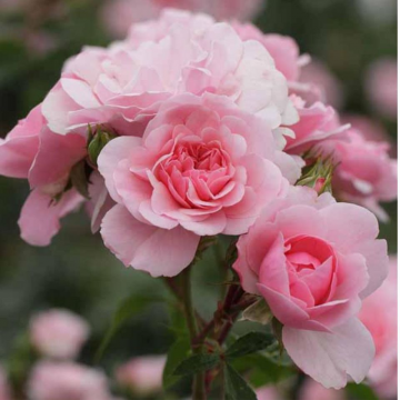 Rosier buisson 'Bonica®' - cont. 6l (Rosa x polyantha)