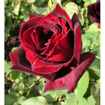 Rosier arbustif 'Papa Meilland®' - cont. 6l (Rosa x hybrida)