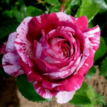Rosier buisson 'Abracadabra®' - cont. 6l (Rosa x floribunda)