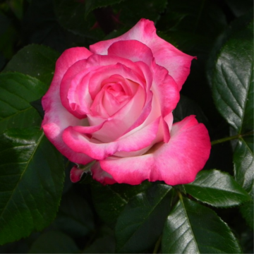 Rosier buisson 'Nostalgie® / La Garçonne®' - cont. 6l (Rosa Thé moderne)