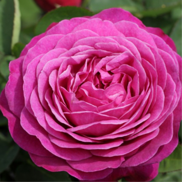 Rosier buisson 'Heidi Klum' - cont. 6l (Rosa x polyantha)