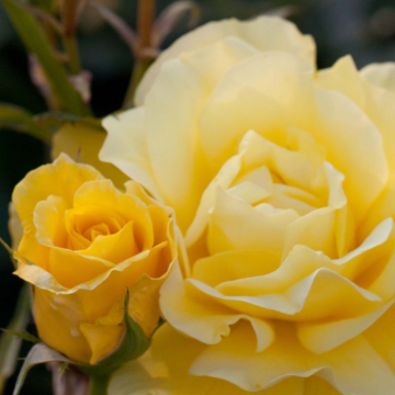 Rosier buisson 'Friesia®' - cont. 6l (Rosa x floribunda)