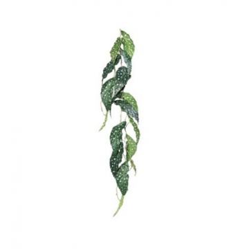 Begonia-feuille en vrille 115cm