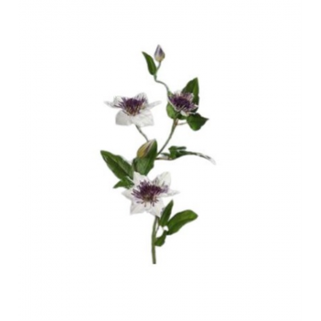 Clématite, branche à 3 fleurs, teinte pourpre-blanc, hauteur 76cm