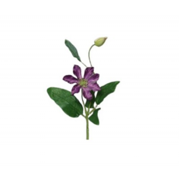 Clématite avec 1 fleur et 1 bouton, couleur violette, hauteur 40cm