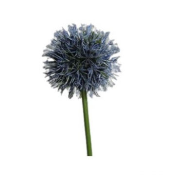 Allium bleu, hauteur 74cm