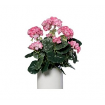 Geranium rose, 36cm