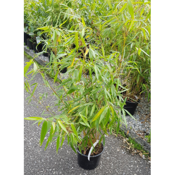 Fargesia robusta (Bambou) ´Pingwu´