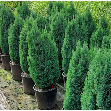 Cyprès de Lawson 'Ellwoodii' - cont. 3l (Chamaecyparis lawsoniana)