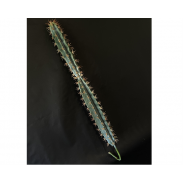 Branche artificiel de cactus