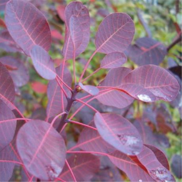 Arbre à perruques 'Royal Purple' - cont. 9.5l - 100/125cm (Cotinus coggygria)