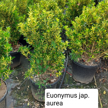 Fusain du Japon 'Aurea' - cont. 3l (Euonymus japonicus)