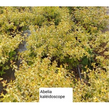 Abelia grandiflora (Abélia à grandes fleurs) ´Kaleidoscope´