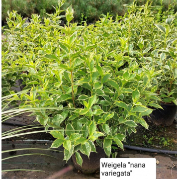 Weigela florida (Weigelia nain ou Weigelia panaché) ´Nana variegata´