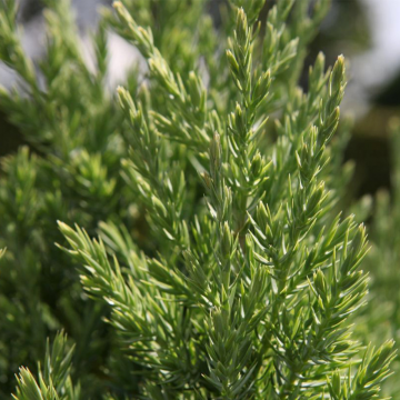 Genévrier de Chine 'Stricta' - cont. 3l (Juniperus chinensis)