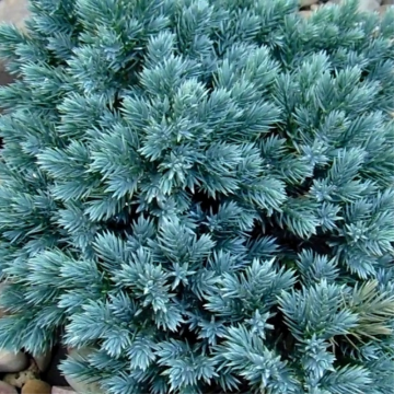 Genévrier écailleux 'Blue Star' - cont. 3-5l (Juniperus squamata)