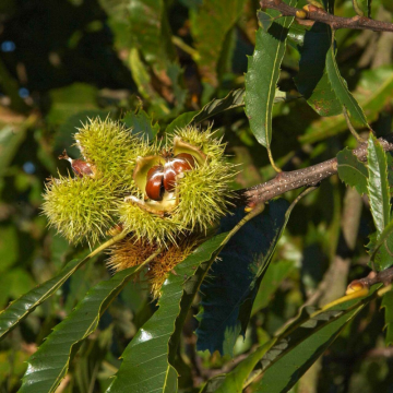 Castanea sativa (Châtaignier)