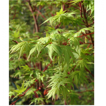 Acer palmatum (Erable du Japon) ´Sangokaku´