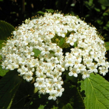 Viorne lantane - cont. 9.5l (Viburnum lantana)