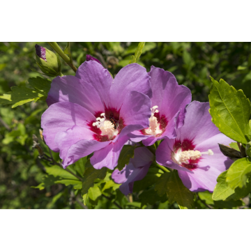 Althéa/mauve en arbre 'Woodbridge' - cont. 9.5l (Hibiscus syriacus)