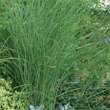 Roseau de Chine 'Gracillimus' - cont. 9.5l (Miscanthus sinensis)