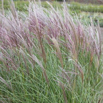 Roseau de Chine 'Kleine Silberspinne' - cont. 9.5l (Miscanthus sinensis)