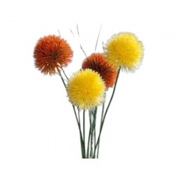 Allium, couleurs assorties, hauteur 48cm