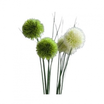 Allium vert-crème, hauteur 48cm