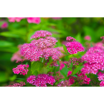 Spirée japonaise 'Anthony Waterer' - cont. 3l - 30/40cm (Spiraea japonica)