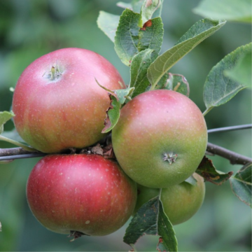 Pommier 'Discovery' - cont. 9.5l - basse-tige (Malus domestica)