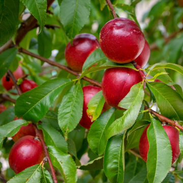 Prunus nucipersica - Nectarinier ´Nectared´