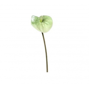 Anthurium vert, hauteur 65cm