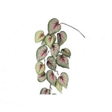 Begonia en chute 113cm