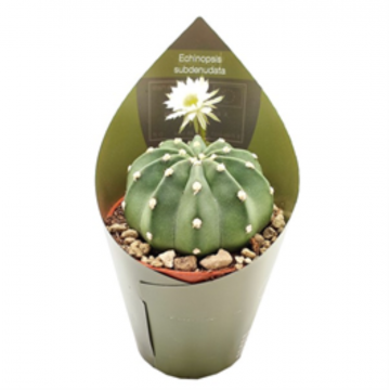 Echinopsis subdenudata - Cactus-oursin - 10.5 cm