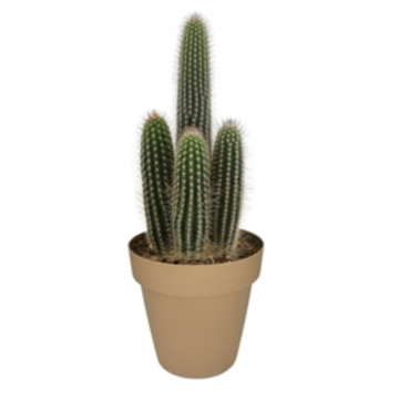 Cactus colonaire mix - 20 cm avec carton de présentation