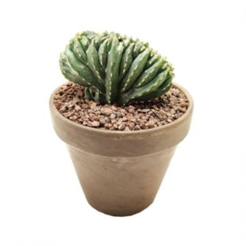 Cactus mix - 14 cm
