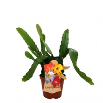 Epiphyllum cactus mix - 25 cm