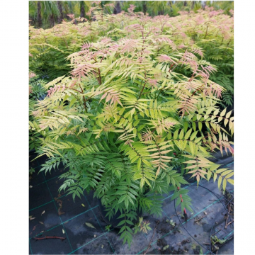 Sorbaire à feuilles de sorbier 'Sem®' - cont. 9.5l (Sorbaria sorbifolia)