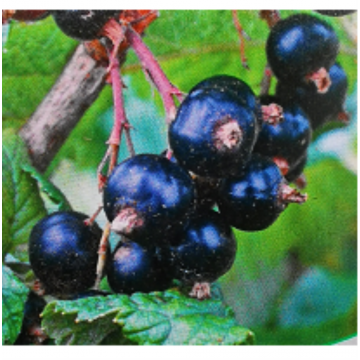 Ribes nigrum - Cassis ´Titania´