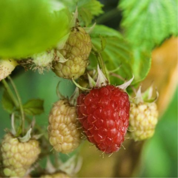 Rubus idaeus - Framboisier ´Zefa Herbsternte´