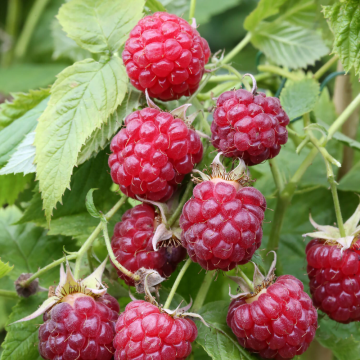 Rubus idaeus - Framboisier ´Autumn Bliss´